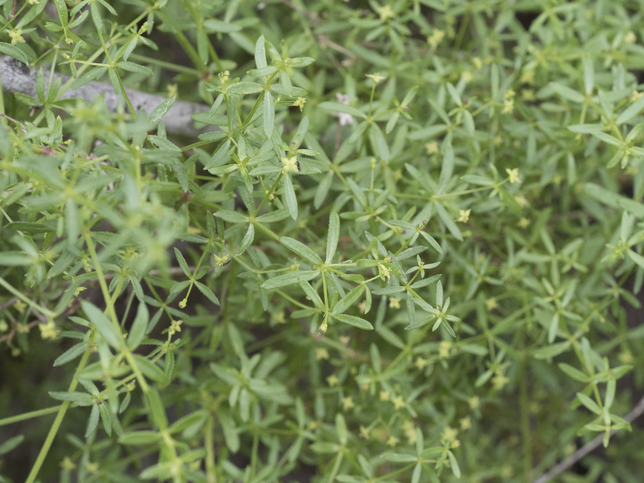 Galium porrigens var. tenue