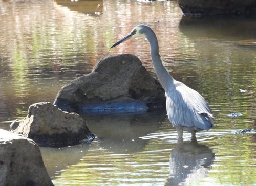 White-faced Heron