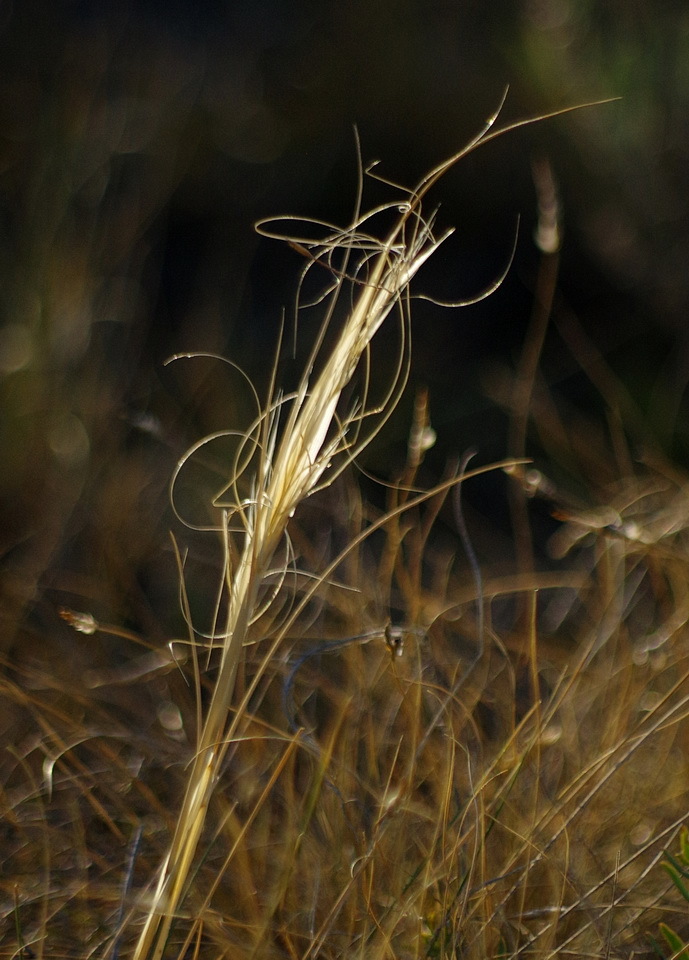 Hesperostipa