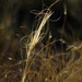 Needle-and-thread Grass - Photo (c) Andy Fyon, some rights reserved (CC BY-NC), uploaded by Andy Fyon