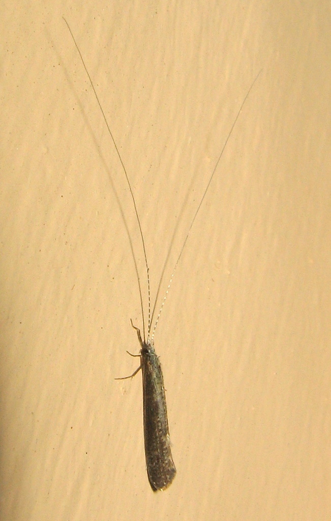 Leptocerus