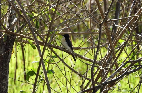 Restless Flycatcher