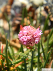 Armeria curvifolia