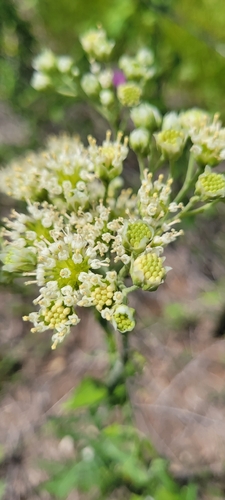 Hymenopappus artemisiifolius, 2026-05-20