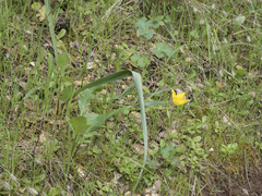 Calochortus monophyllus