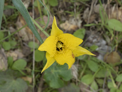 Calochortus monophyllus