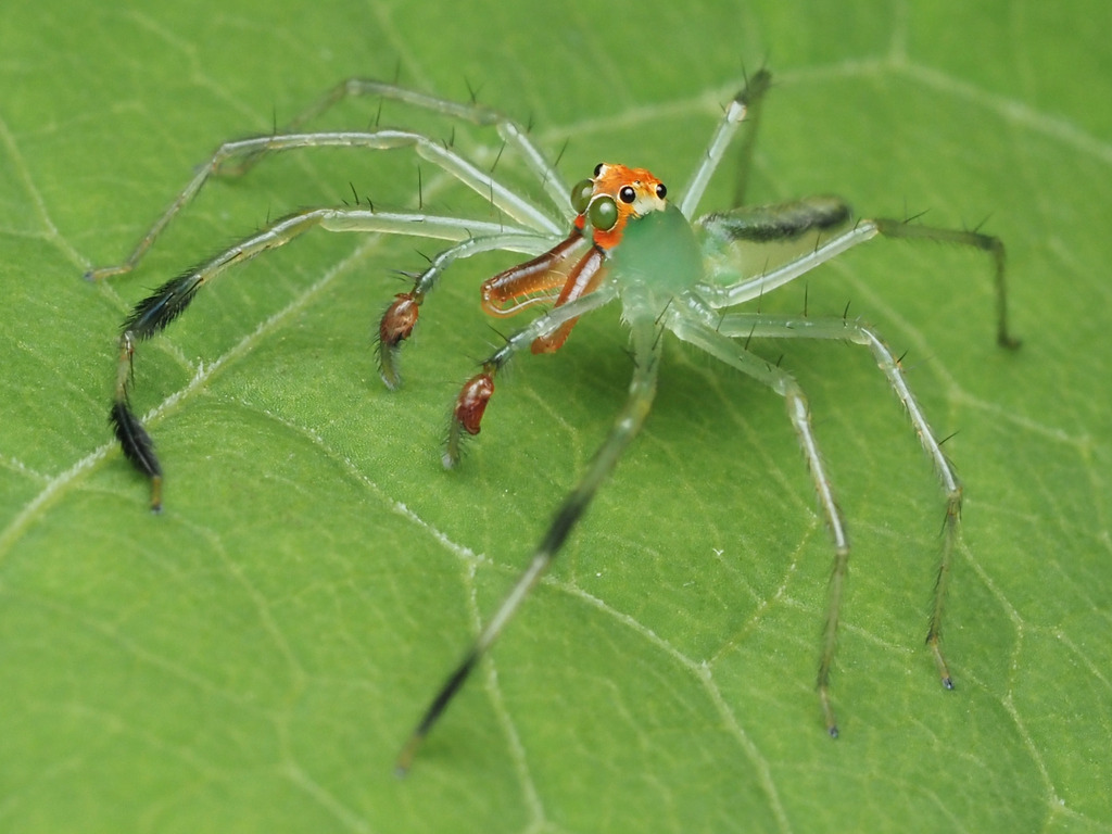 Lyssomanes diversus