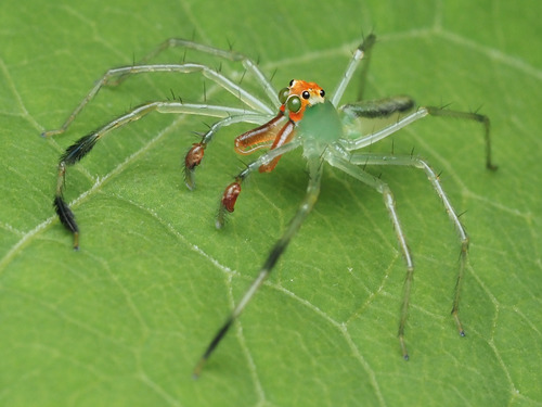 Lyssomanes diversus