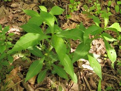 Triosteum angustifolium