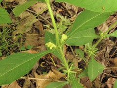 Triosteum angustifolium