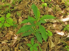 Triosteum angustifolium