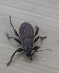 Brachyderes incanus