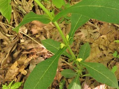 Triosteum angustifolium