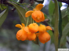 Berberis ilicifolia
