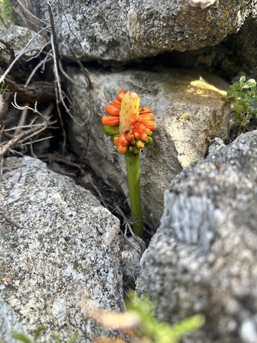 Arum pictum