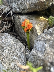 Arum pictum