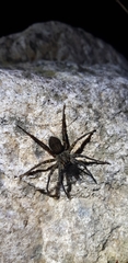 Dolomedes raptor