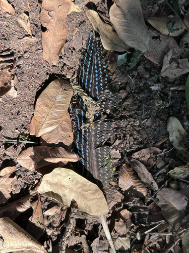Eastern Crested Guineafowl (Guttera pucherani)