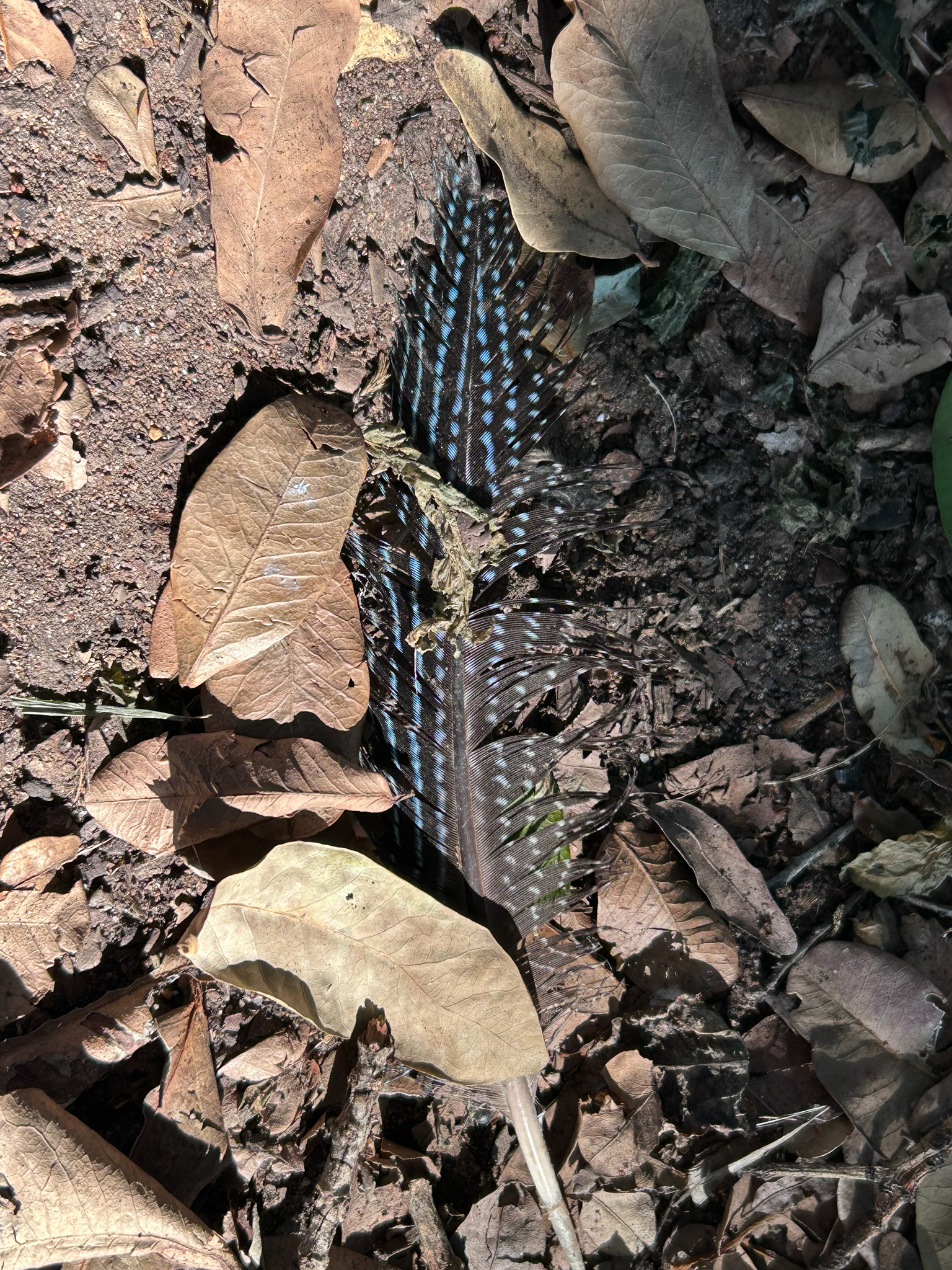 Eastern Crested Guineafowl (Guttera pucherani), photo 1