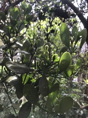 Dendrophthora clavata