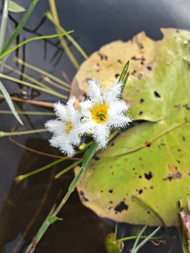 Water Snowflake
