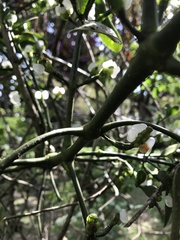 Dendrophthora clavata