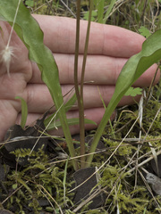 Erythronium multiscapideum