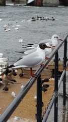 Chroicocephalus ridibundus