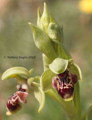 Ophrys umbilicata