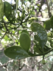 Dendrophthora clavata