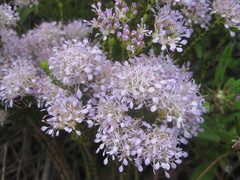 Agathosma juniperifolia
