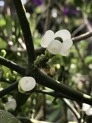 Dendrophthora clavata