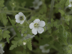 Nemophila pedunculata