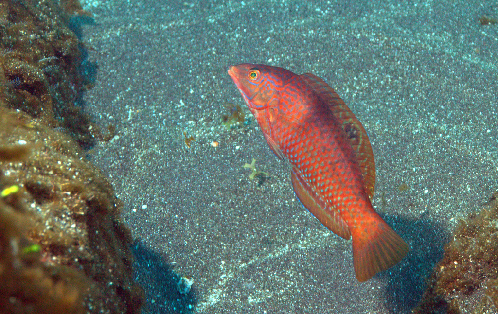 Spinster wrasse (Halichoeres nicholsi) — Labridae