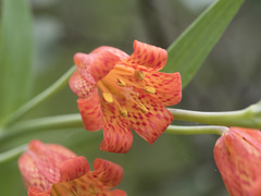 Fritillaria recurva