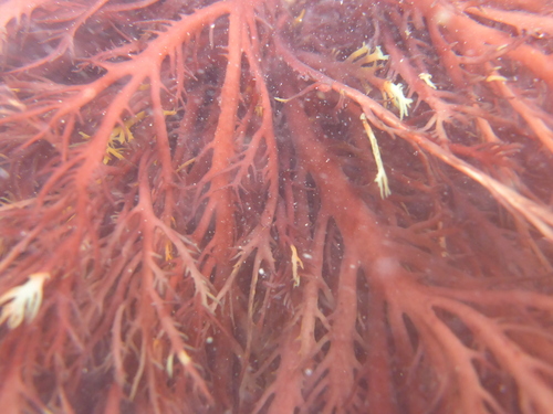 Pikea californica observed 2026-05-20
