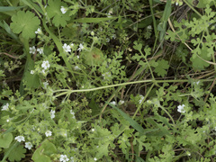 Nemophila pedunculata