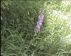 Campanula bononiensis