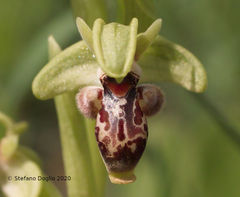 Ophrys umbilicata