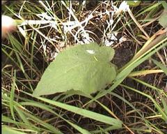Campanula bononiensis