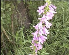 Campanula bononiensis