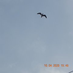 Larus fuscus barabensis