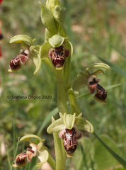 Ophrys umbilicata