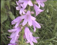 Campanula bononiensis