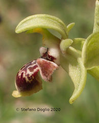 Ophrys umbilicata