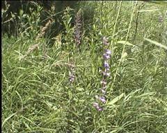 Campanula bononiensis