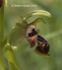 Ophrys umbilicata
