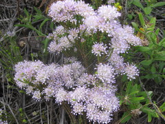 Agathosma juniperifolia