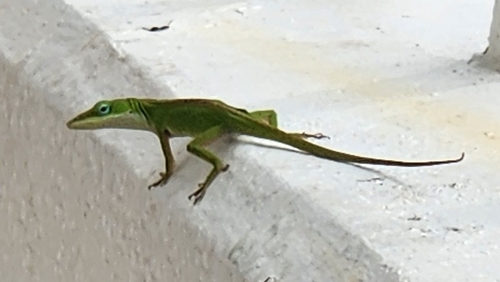 Anolis carolinensis observed 2026-05-13