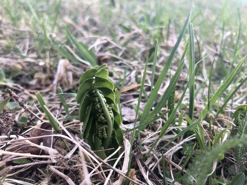 common moonwort
